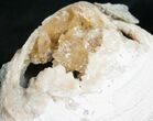 Crystal Filled Fossil Clam - Rucks Pit, FL #7863-1